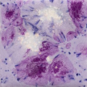 CG-1006 - Purple Reign