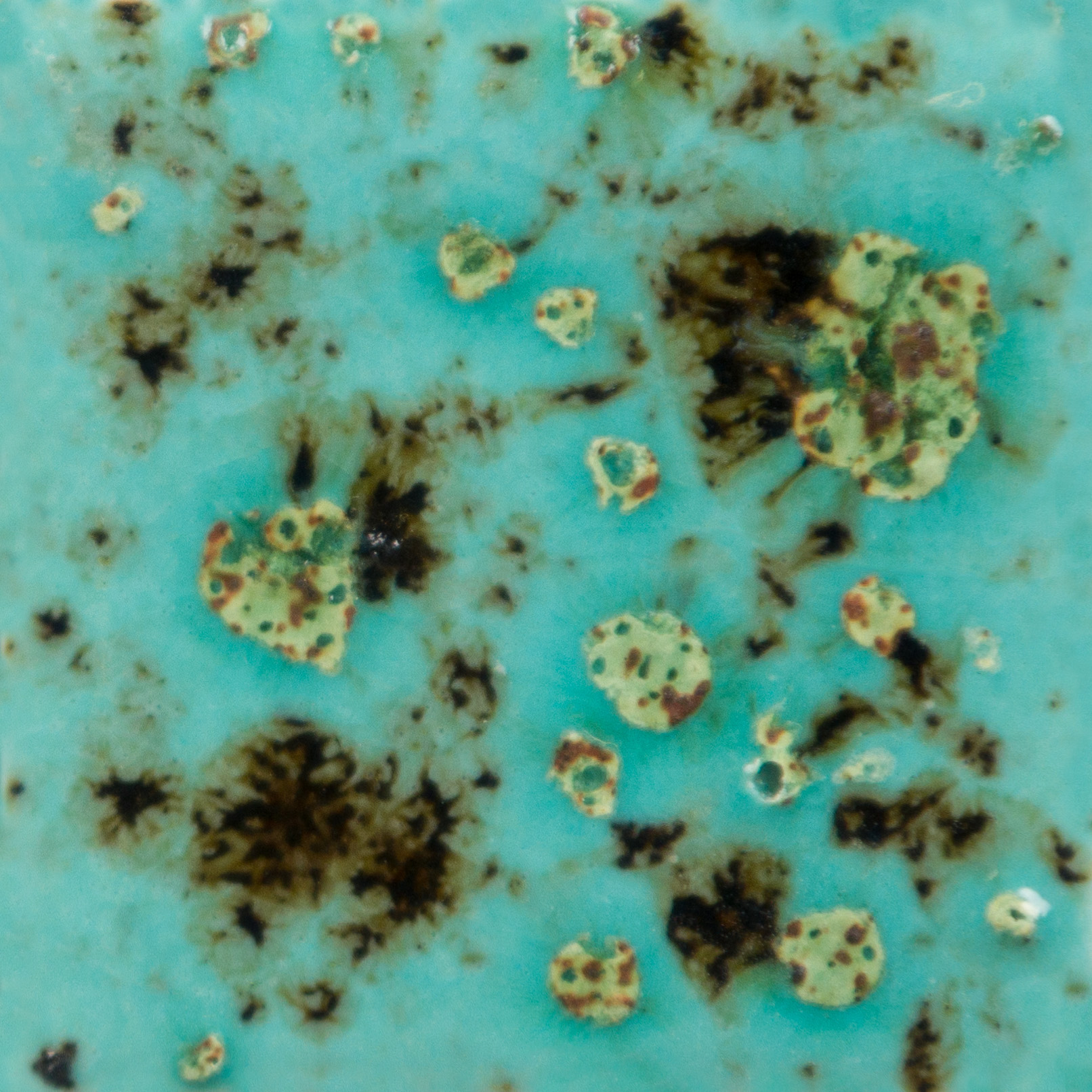 CG-1008 - Blue Guppy